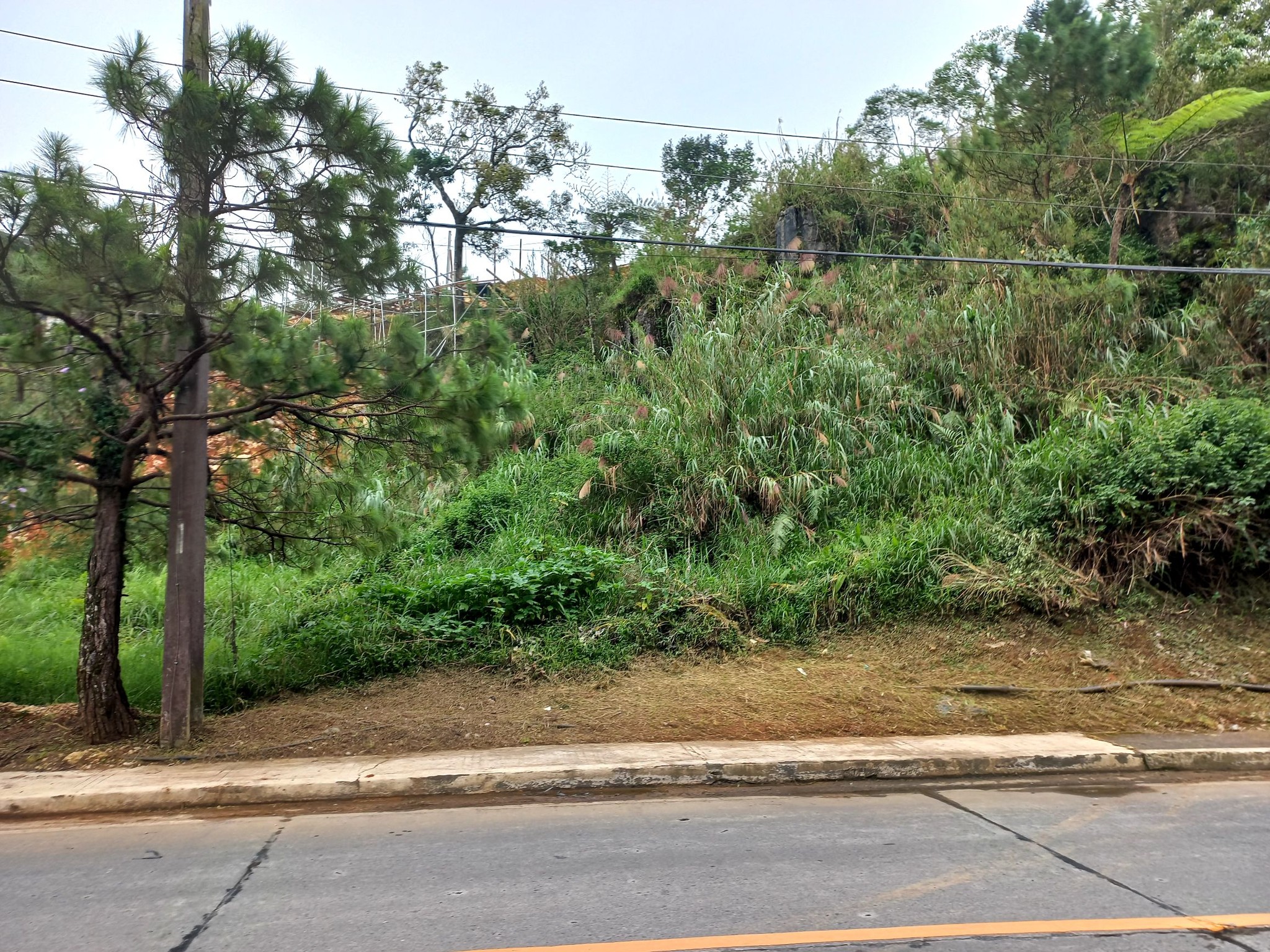 Along Circumferential Road Lot in Pinewoods