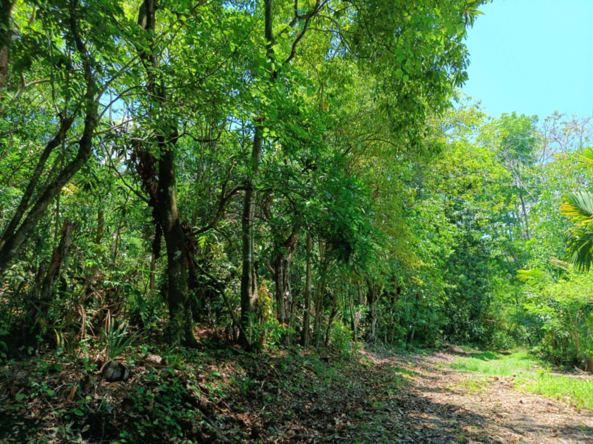 5992 sqm Farm Lot for Sale in Bayombong, Nueva Vizcaya 