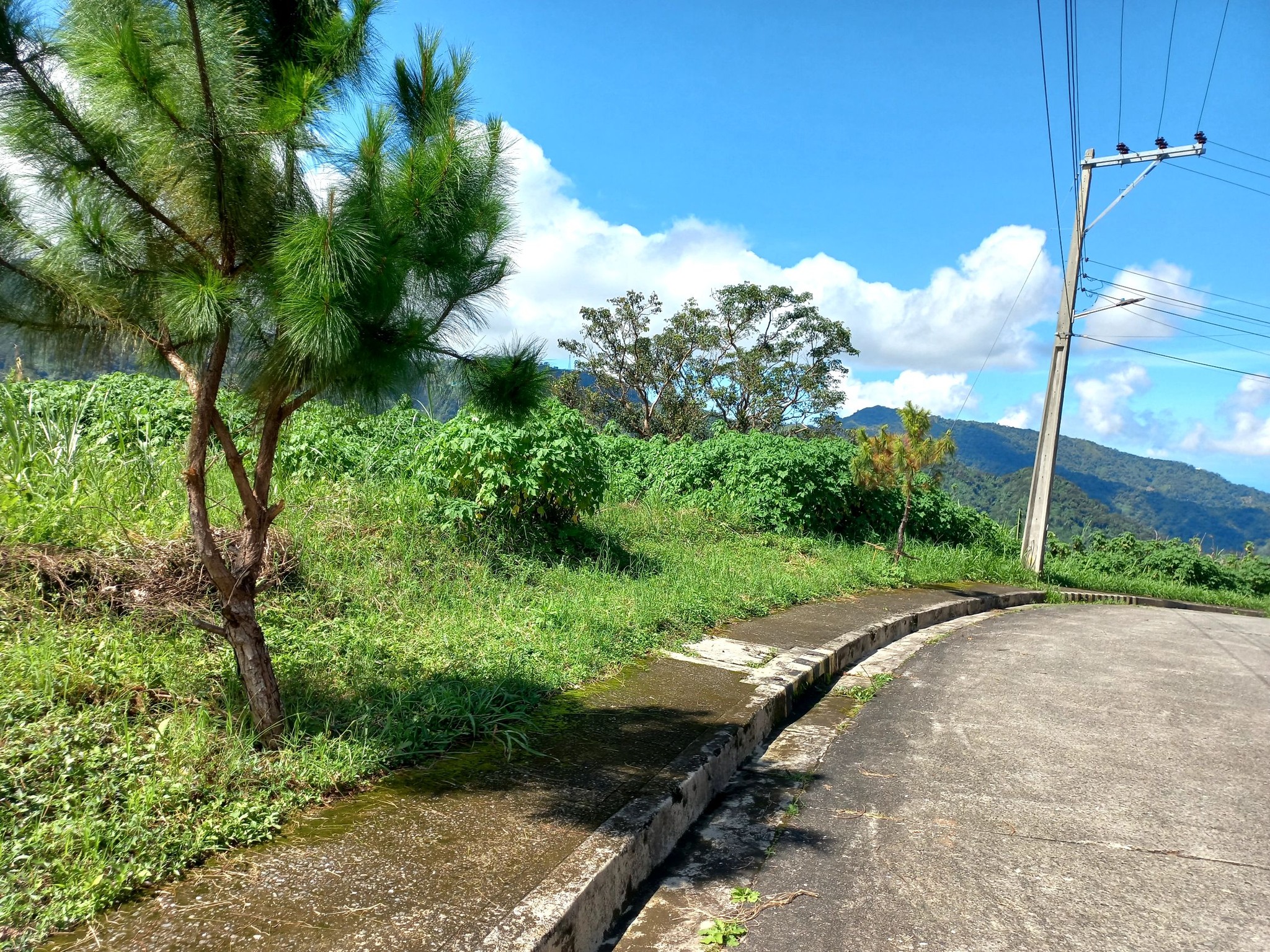 For Sale! 549 sqm Lot in Pinewoods Estate-Phase 2